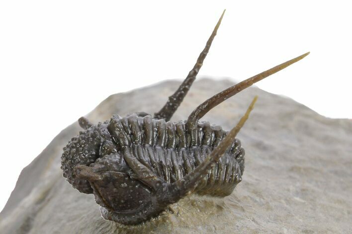 Spiny Cyphaspis Trilobite - Ofaten, Morocco #359174